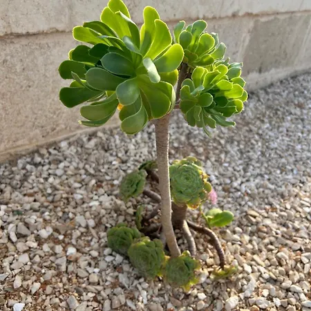 Lara - Mit Separatem Extra Mit Wc Und Dusche